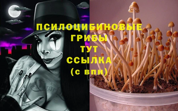 прущие грибы Кинешма
